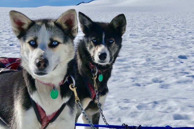 Winter Dog Sledding in Knik, Alaska - Overview of the Activity