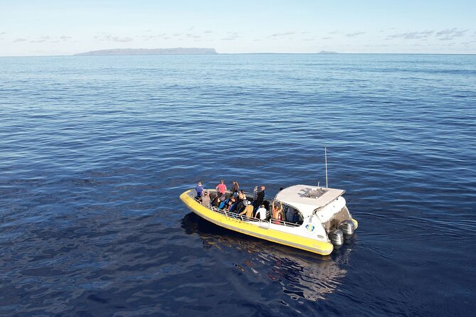 Winter Whale Watching Adventure in Kauai