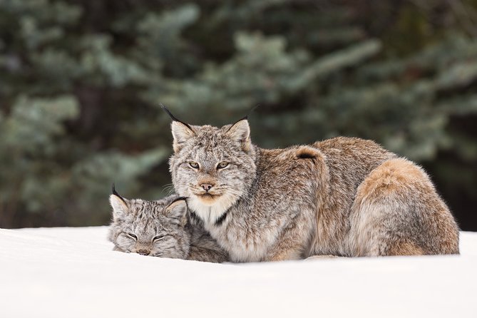 Winter Wildlife Discovery Tour