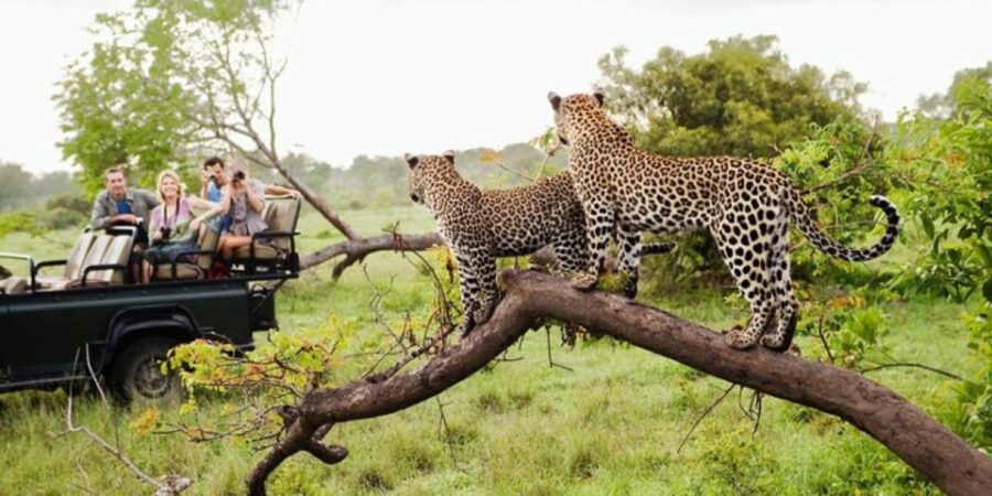 Yala Adventure: All-Inclusive Safari With Campsite Lunch