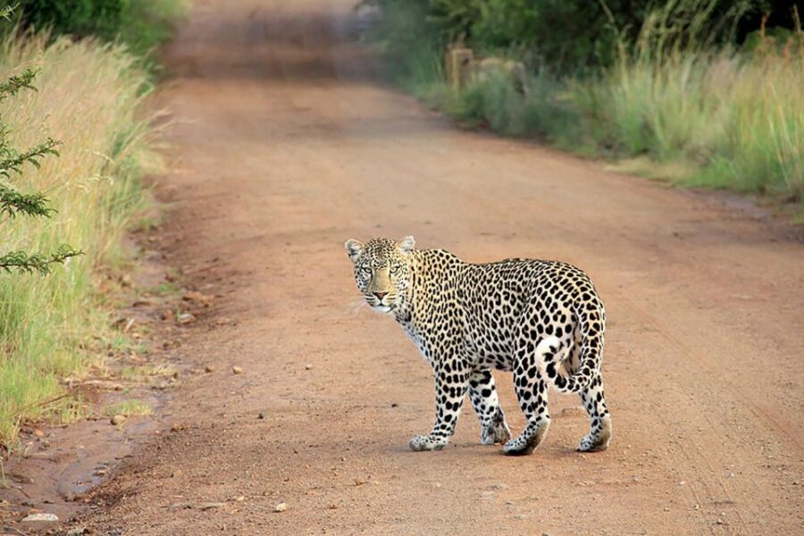 Yala National Park & Birds Park From Galle/Weligama/Mirissa