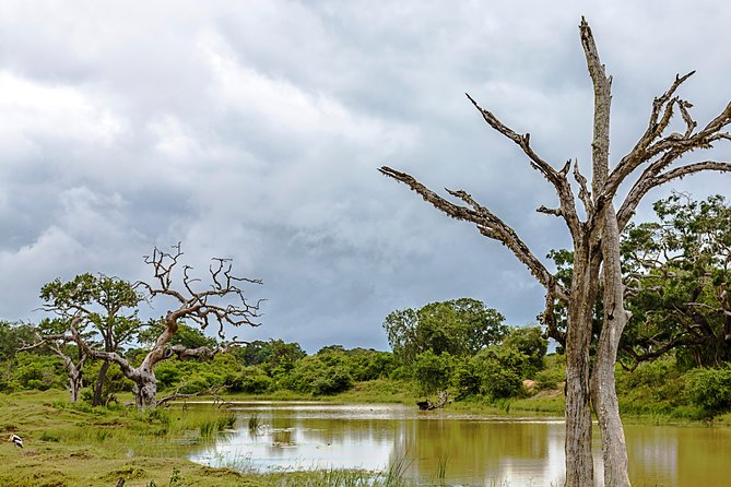 YALA National Park Full Day Tour With Breakfast and Lunch