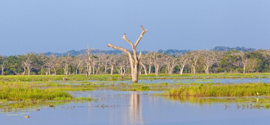 Yala National Park: Private Safari at Dawn or Dusk