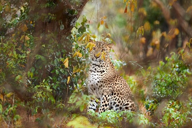 Yala National Park Safari |From Hambantota Port (Shore Excursion) - Included in the Tour