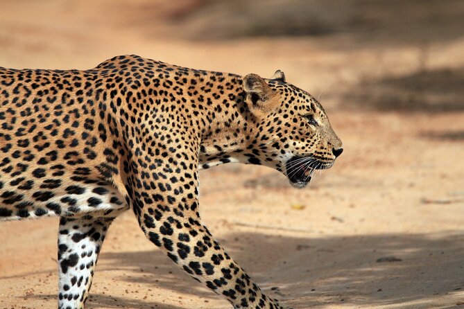 Yala National Park Wildlife Safari/ Game Drive – by Ajith Safari