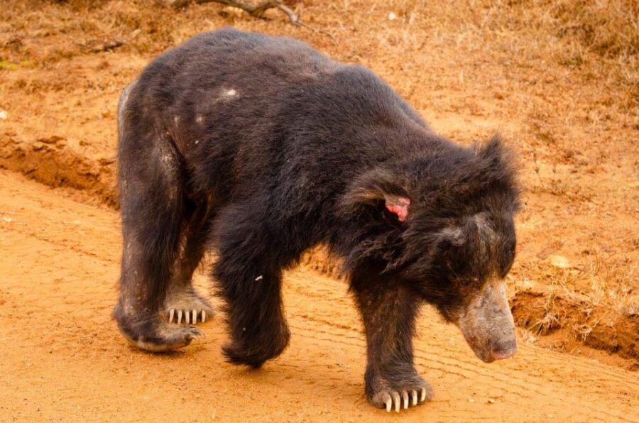 Yala National Park With Safari Jeep & Tickets From Ella - Overview and Pricing