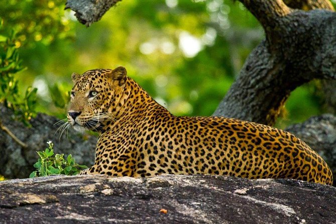 Yala Safari From Hambantota Port (Shore Excursion) by BTM
