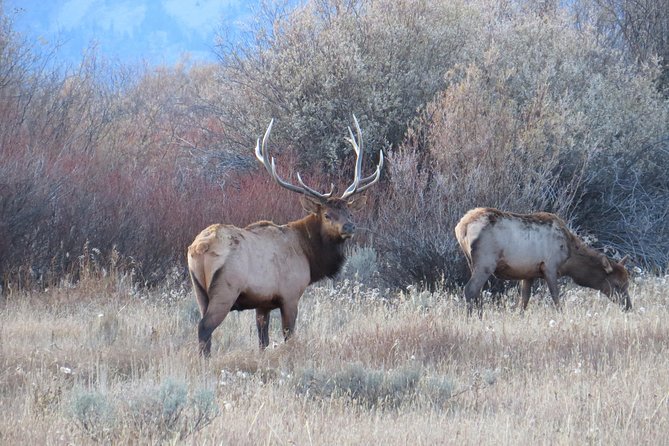 Yellowstone & Grand Teton National Parks - Ultimate Wildlife Safari
