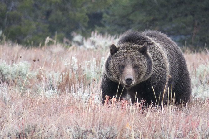 4 Best National Park Tours In West Yellowstone