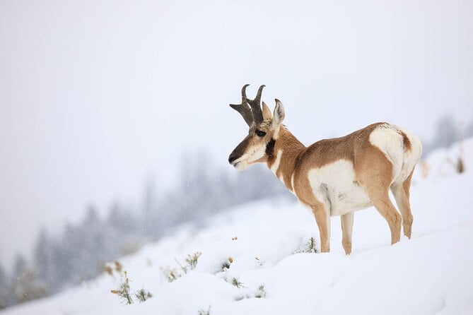 Yellowstone Winter Wildlife Safari From Bozeman - Private Tour - Inclusions