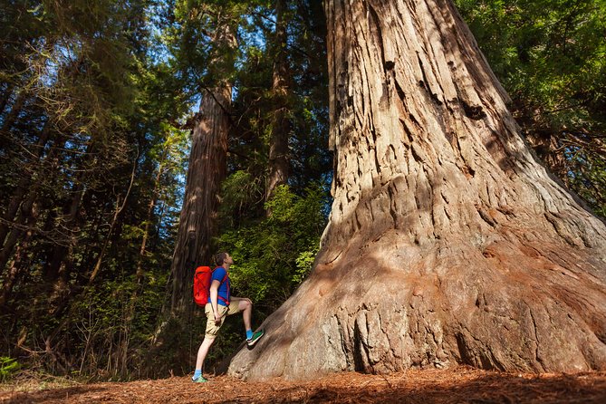 Yosemite National Park & Giant Sequoias 2-Day Semi-Guided Tour