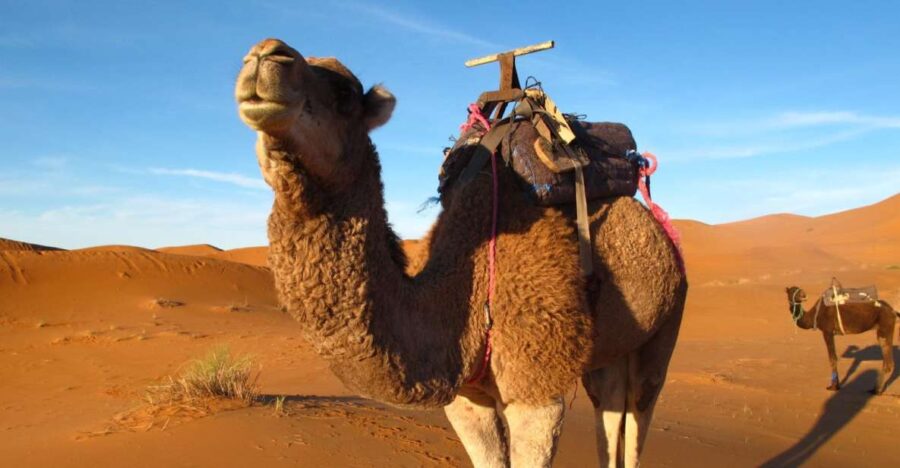 Zagora Sahara Desert Overnight Trip From Ouarzazate