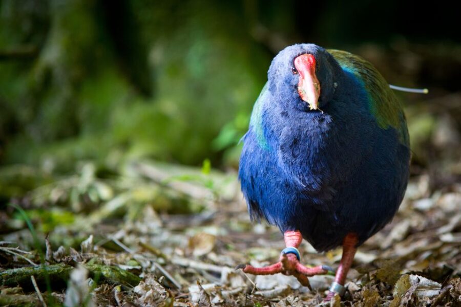 Zealandia by Day Tour