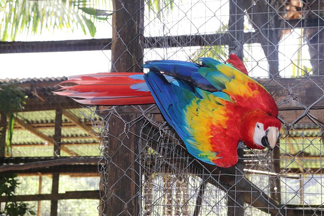 Zipline, Optional Monkeys/Sloths/Macaws Visit & West Bay Beach Resort: Roatan,HN