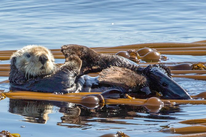 Zodiac Marine Wildlife Excursion From Victoria - Vessel Details