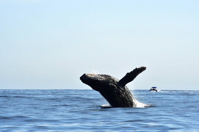 Zodiac Whale Watching Adventure - Incl FREE Photos & Whale Sightings Guarantee - Tour Overview