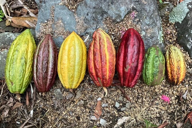 Cacao Day Experience From the Wood to Your Cup! - Meeting and Pickup