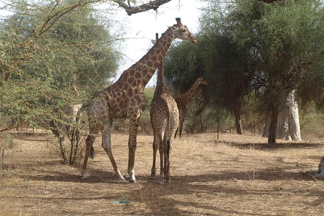 4 Best Safari Tours In Dakar