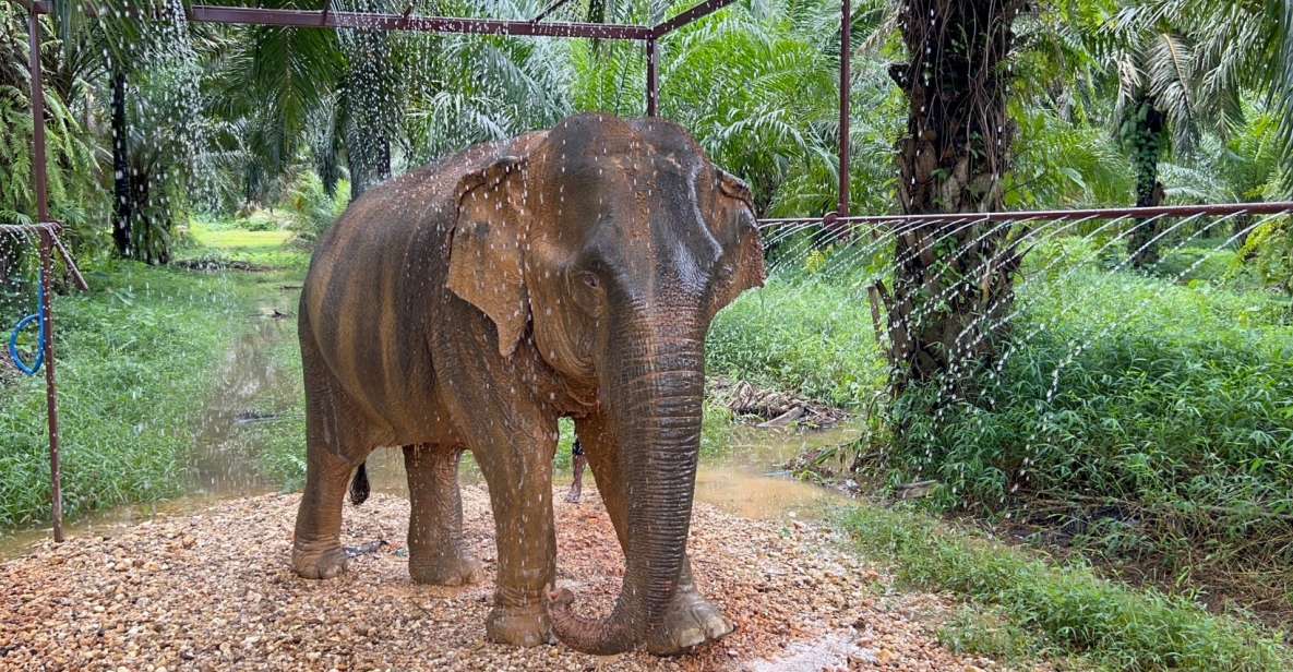Khao Sok: Ethical Elephant Sanctuary Visit - Experience Highlights