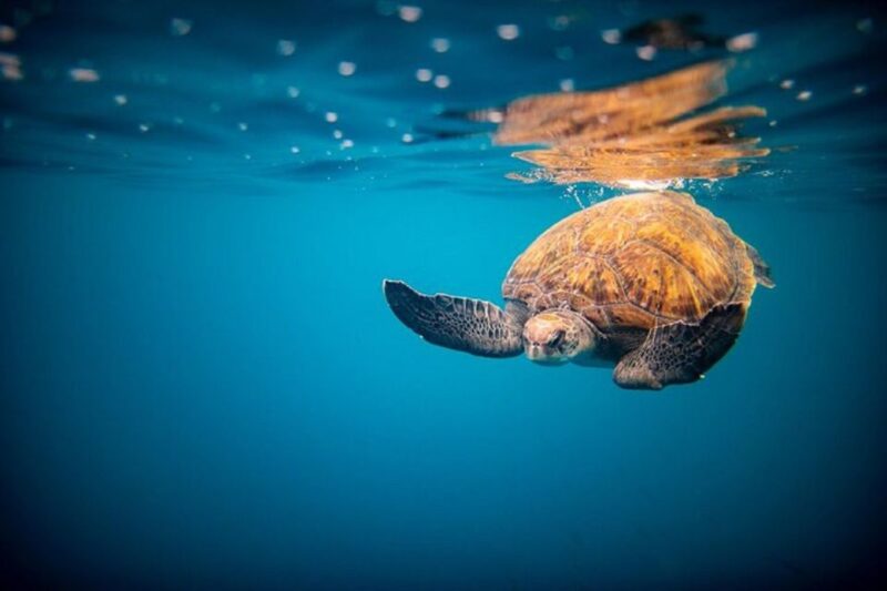 Oahu: North Shore Haleʻiwa: Private Boat Charter - Tour Highlights