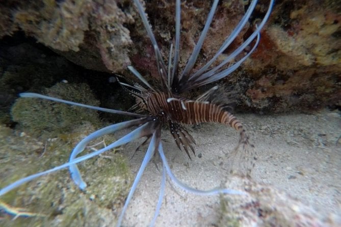 Power Snorkel By Sea Scooters, Food & Tequila Tasting - Caribbean Marine Life Exploration