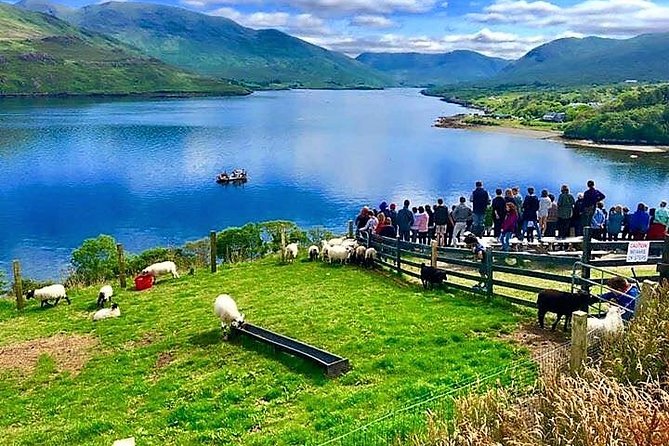Visit Traditional Working Sheep Farm & Sheepdog Demo. Galway. Guided. 1 ½ Hours. - Meeting Point