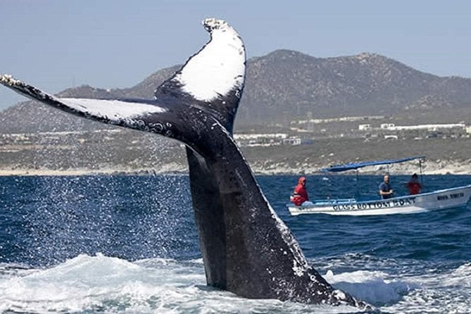 Whale Watching With Hydrophones! Hear the Whales! - Meeting and Pickup Information