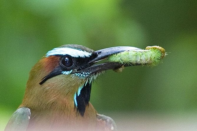Bird Watching Ecofriendly Tour From Cancun & Riviera Maya - Meeting and Pickup