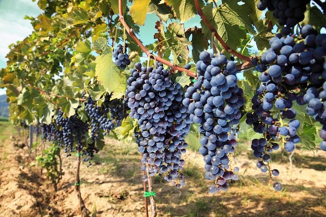 Livorno Shore Excursion: Chianti and Tuscany Countryside Private Wine Tour