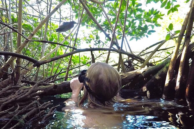 Paddle and Snorkel in Cenote - Riviera Maya - Activity Details