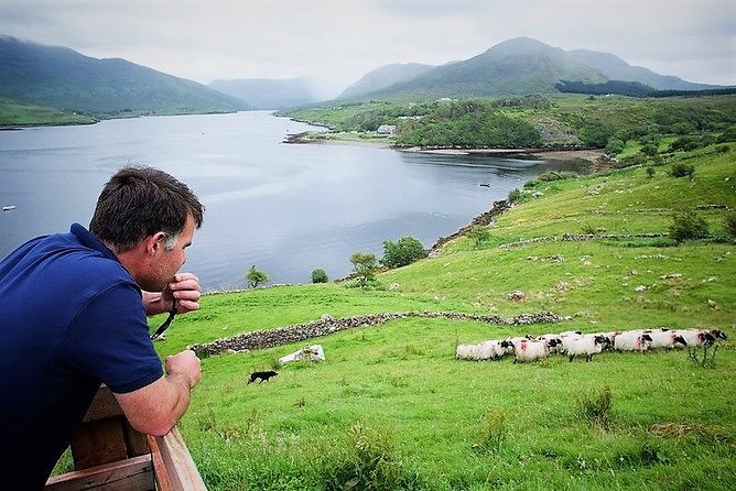 Visit Traditional Working Sheep Farm & Sheepdog Demo. Galway. Guided. 1 ½ Hours. - Accessibility Details