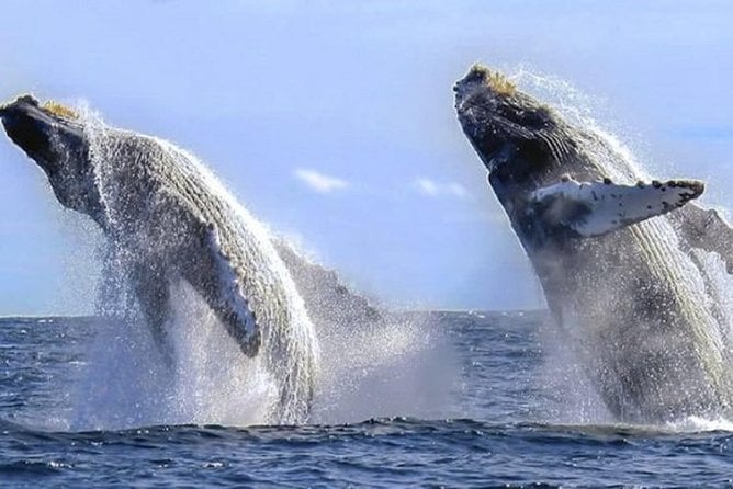 Whale Watching With Hydrophones! Hear the Whales! - Customer Experiences and Feedback