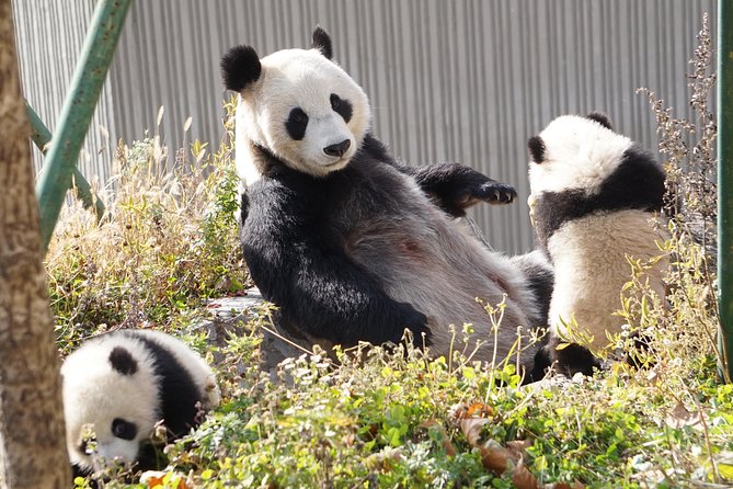 Wolong Panda Base Private Day Tour Optional Volunteering