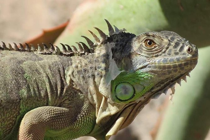 Agadir Croco Park Transfer & Admission Ticket - Includes in the Transfer & Admission Ticket