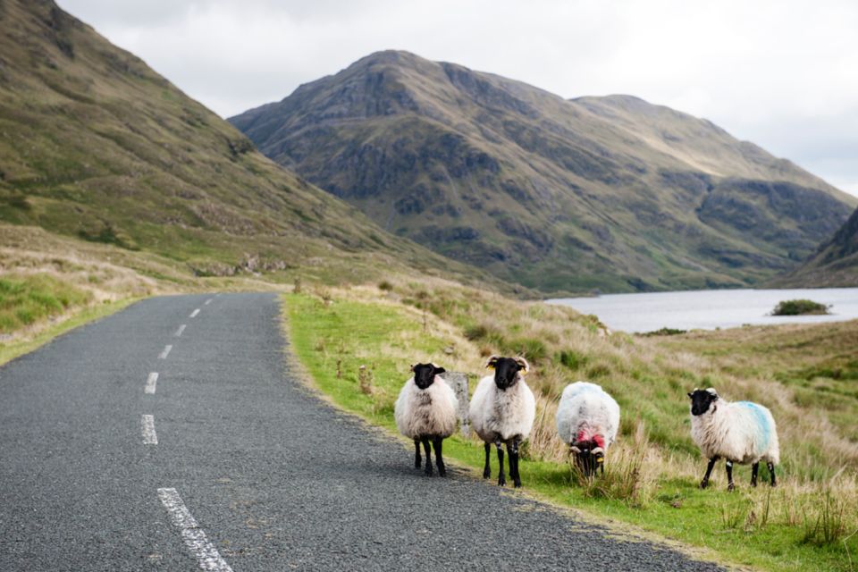 Small Group: Connemara, Sheepdog Show & Medieval Castle Tour - Inclusions