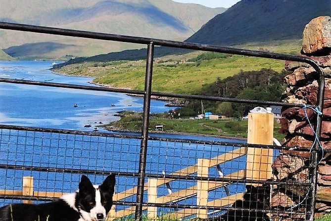 Visit Traditional Working Sheep Farm & Sheepdog Demo. Galway. Guided. 1 ½ Hours. - Booking Process