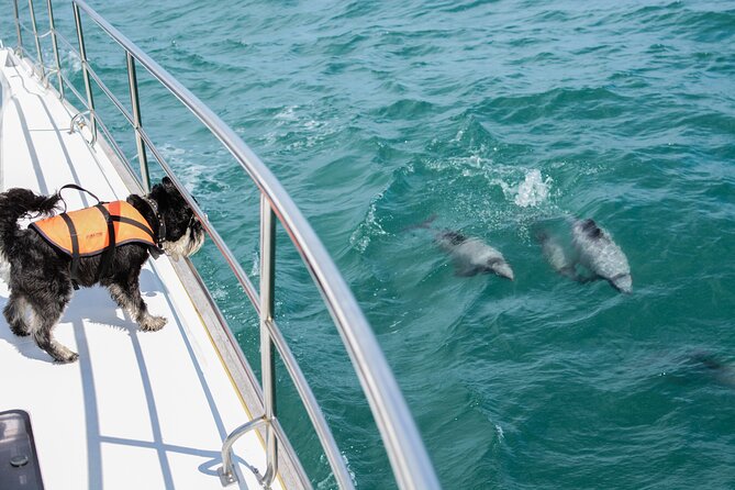 Akaroa Dolphins 〜 Harbour Nature Cruise - Accessibility and Accommodations