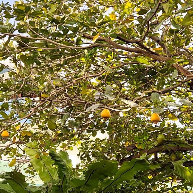 City Tour & Taste Fruit From Local Fruit Shop - Preparation and Recommendations
