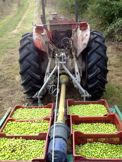 Provence Olive Harvest