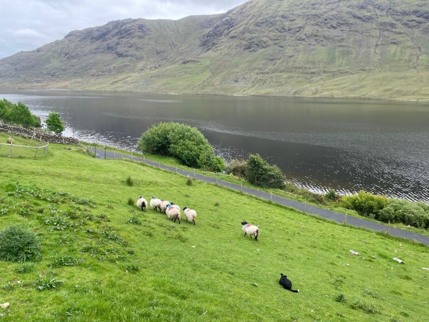 Small Group: Connemara, Sheepdog Show & Medieval Castle Tour - Important Information