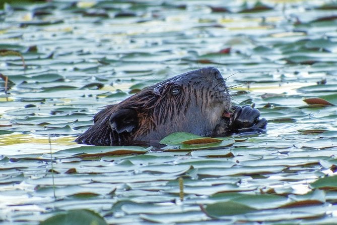 3 Day Algonquin Park Canoe Trip – Moose & Beaver Safari