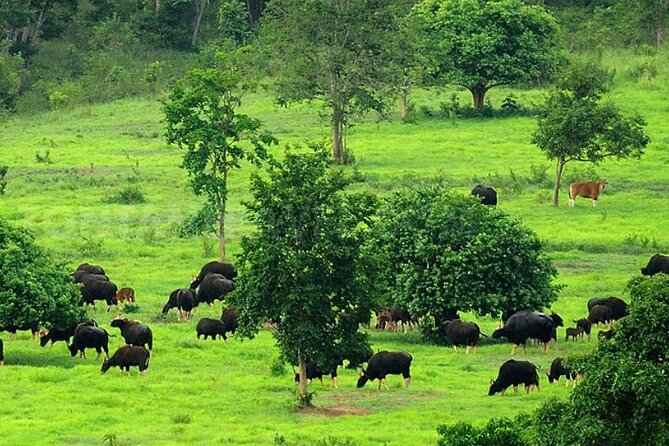Elephant and Animal Watching in Kuiburi National Park - Join Afternoon Tour