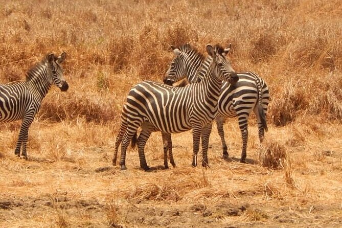 2-Day Private Mikumi National Park Tour From Dar Es Salaam