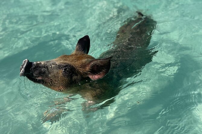 3 Islands Boat Adventure: Swimming Pigs, Turtles, And Snorkeling - Overview and Experience