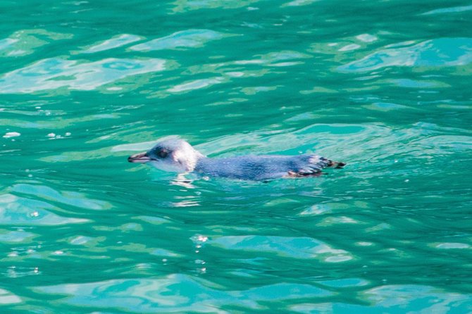 Akaroa Dolphins 〜 Harbour Nature Cruise - Booking and Pricing