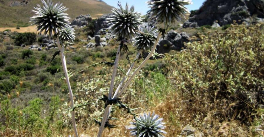From Rethymno: Preveli Palm Forest Hike and Beach Day Trip - Activity Details