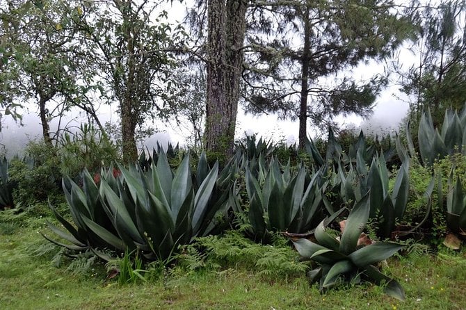 Hike the Camino Real, Latuvi – Lachatao - Guided Hike Experience