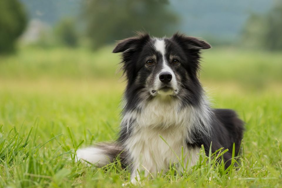 Small Group: Connemara, Sheepdog Show & Medieval Castle Tour - Starting Point and Duration