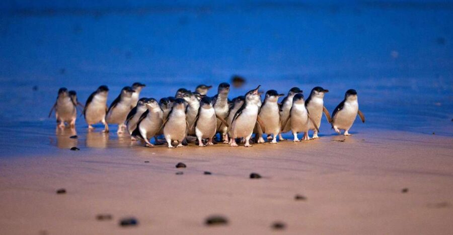 Small Group Philip Island Express Penguin & Wallaby Spoting