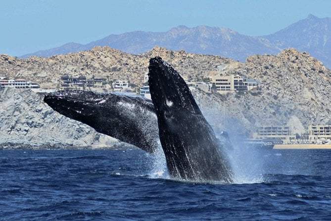 Whale Watching With Hydrophones! Hear the Whales! - Boat and Guide Specifications